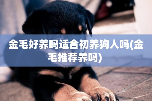 金毛好養嗎適合初養狗人嗎(金毛推薦養嗎) 
