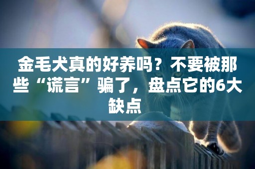 金毛犬真的好養嗎？不要被那些“謊言”騙了，盤點它的6大缺點 