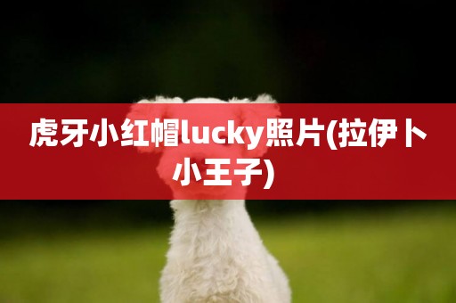 虎牙小紅帽lucky照片(拉伊卜小王子) 
