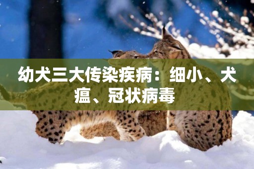 幼犬三大傳染疾病：細小、犬瘟、冠狀病毒 