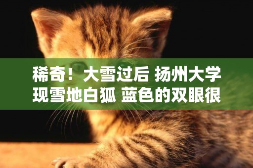 稀奇！大雪過后 揚州大學現雪地白狐 藍色的雙眼很迷人！ 