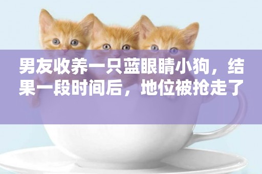 男友收養一只藍眼睛小狗，結果一段時間后，地位被搶走了 