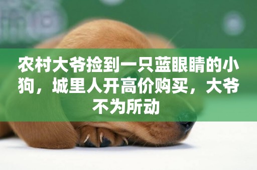 農村大爺撿到一只藍眼睛的小狗，城里人開高價購買，大爺不為所動 