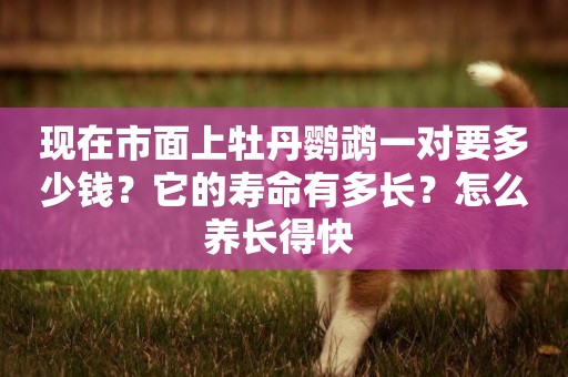 現在市面上牡丹鸚鵡一對要多少錢？它的壽命有多長？怎么養長得快 