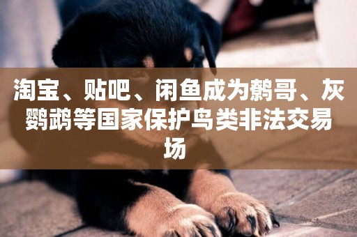 淘寶、貼吧、閑魚成為鷯哥、灰鸚鵡等國家保護鳥類非法交易場 