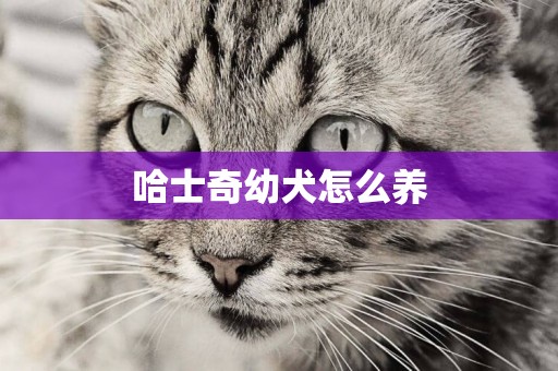 哈士奇幼犬怎么養