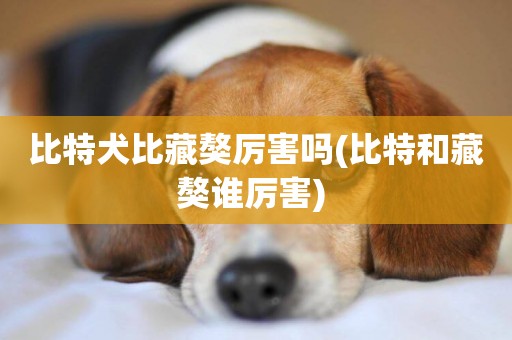 比特犬比藏獒厲害嗎(比特和藏獒誰厲害) 
