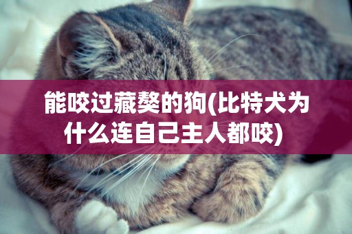 能咬過藏獒的狗(比特犬為什么連自己主人都咬) 