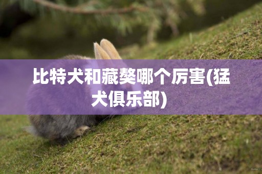 比特犬和藏獒哪個厲害(猛犬俱樂部) 