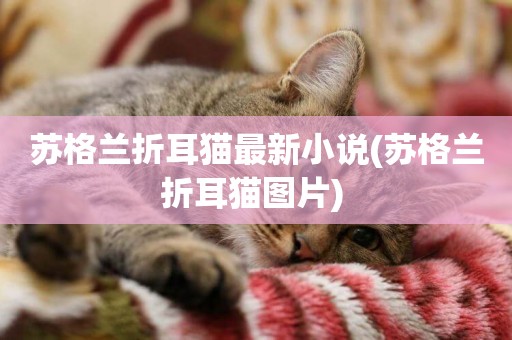 蘇格蘭折耳貓最新小說(蘇格蘭折耳貓圖片) 