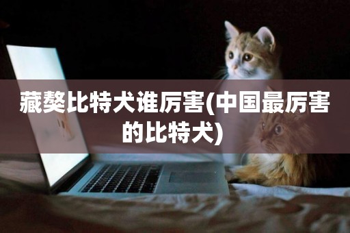 藏獒比特犬誰厲害(中國最厲害的比特犬) 