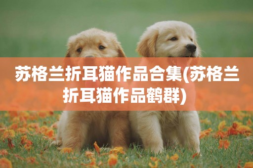 蘇格蘭折耳貓作品合集(蘇格蘭折耳貓作品鶴群) 