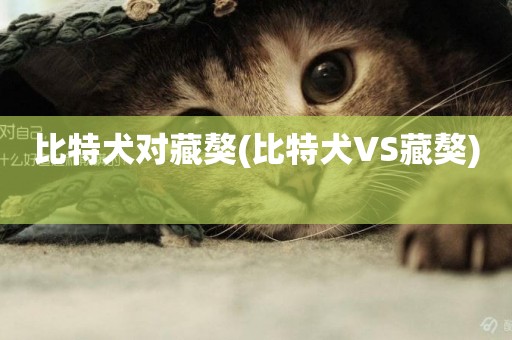 比特犬對藏獒(比特犬VS藏獒) 