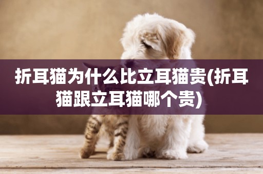 折耳貓為什么比立耳貓貴(折耳貓跟立耳貓哪個貴) 