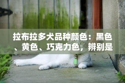 拉布拉多犬品種顏色：黑色、黃色、巧克力色，辨別是否是純種的 