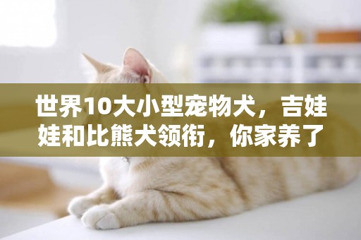 世界10大小型寵物犬，吉娃娃和比熊犬領銜，你家養了哪一種？ 