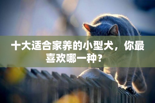 十大適合家養的小型犬，你最喜歡哪一種？ 