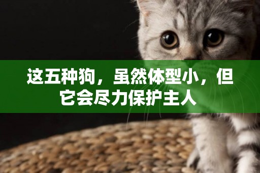 這五種狗，雖然體型小，但它會盡力保護主人 