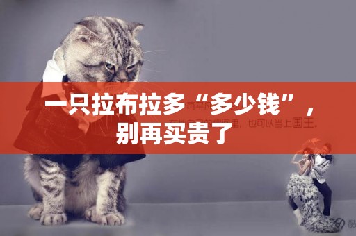 一只拉布拉多“多少錢”，別再買貴了 