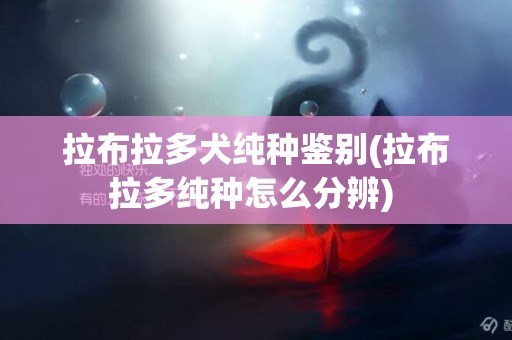 拉布拉多犬純種鑒別(拉布拉多純種怎么分辨) 