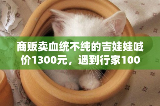 商販賣血統不純的吉娃娃喊價1300元，遇到行家1000元成交！ 
