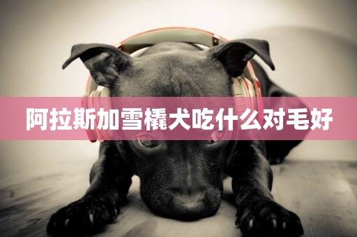 阿拉斯加雪橇犬吃什么對毛好