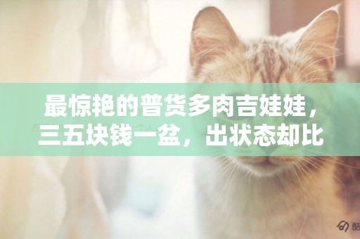 最驚艷的普貨多肉吉娃娃，三五塊錢一盆，出狀態卻比玫瑰還美麗 