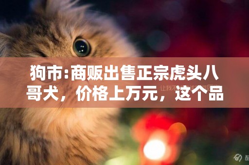 狗市:商販出售正宗虎頭八哥犬，價格上萬元，這個品相值嗎？ 