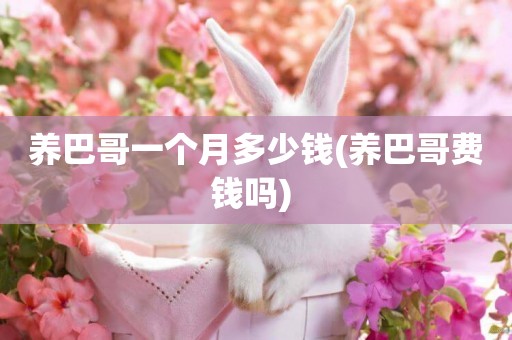 養巴哥一個月多少錢(養巴哥費錢嗎) 