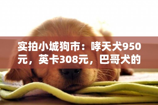 實拍小城狗市：哮天犬950元，英卡308元，巴哥犬的價格想不到 