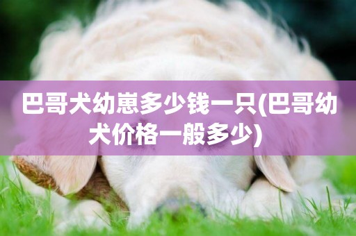 巴哥犬幼崽多少錢一只(巴哥幼犬價格一般多少) 