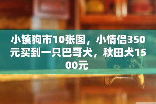 小鎮狗市10張圖，小情侶350元買到一只巴哥犬，秋田犬1500元 