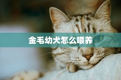 金毛幼犬怎么喂養