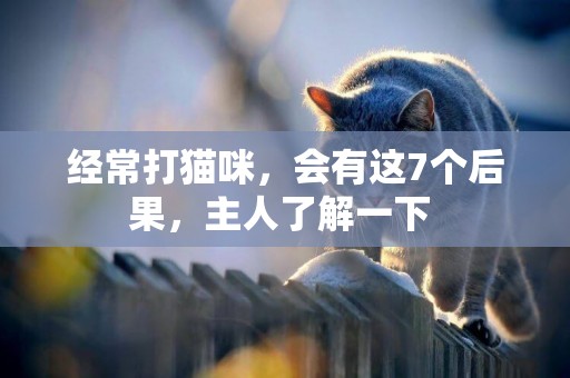 經常打貓咪，會有這7個后果，主人了解一下 