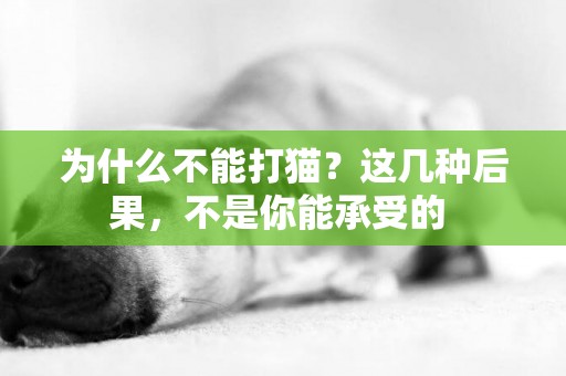 為什么不能打貓？這幾種后果，不是你能承受的 