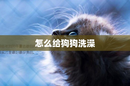 怎么給狗狗洗澡
