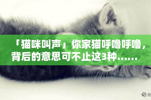 「貓咪叫聲」你家貓呼嚕呼嚕，背后的意思可不止這3種…… 