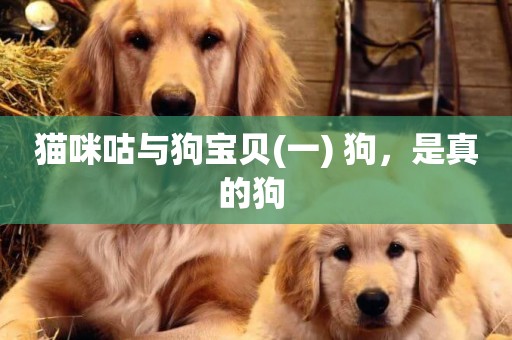 貓咪咕與狗寶貝(一) 狗，是真的狗 
