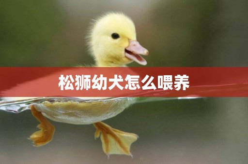 松獅幼犬怎么喂養