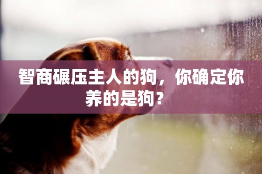 智商碾壓主人的狗，你確定你養的是狗？ 