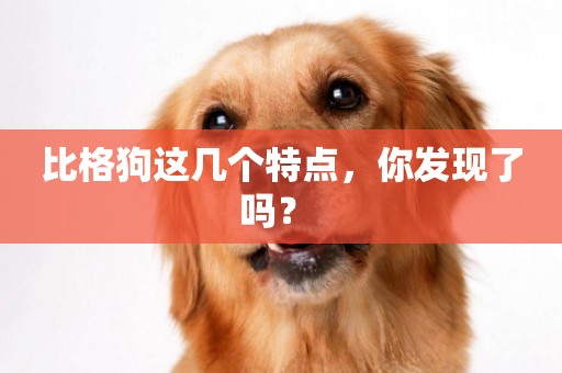 比格狗這幾個特點，你發現了嗎？ 