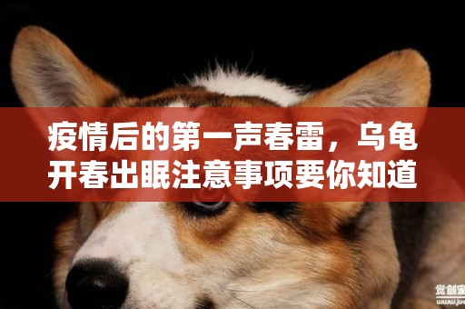 疫情后的第一聲春雷，烏龜開春出眠注意事項要你知道了嗎？ 
