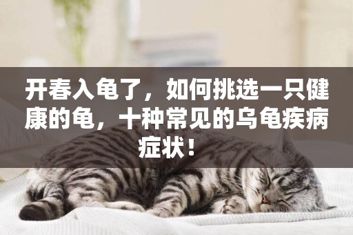 開春入龜了，如何挑選一只健康的龜，十種常見的烏龜疾病癥狀！ 