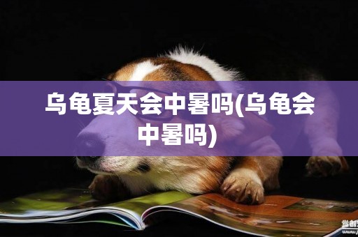 烏龜夏天會中暑嗎(烏龜會中暑嗎) 
