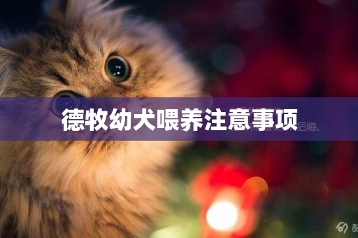 德牧幼犬喂養注意事項