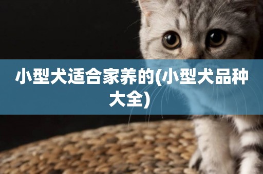 小型犬適合家養的(小型犬品種大全) 