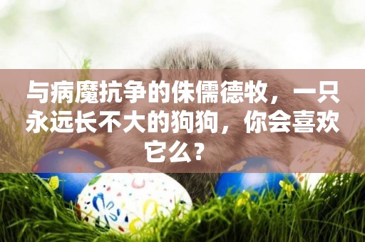 與病魔抗爭的侏儒德牧，一只永遠長不大的狗狗，你會喜歡它么？ 