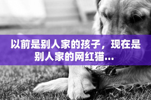 以前是別人家的孩子，現在是別人家的網紅貓... 