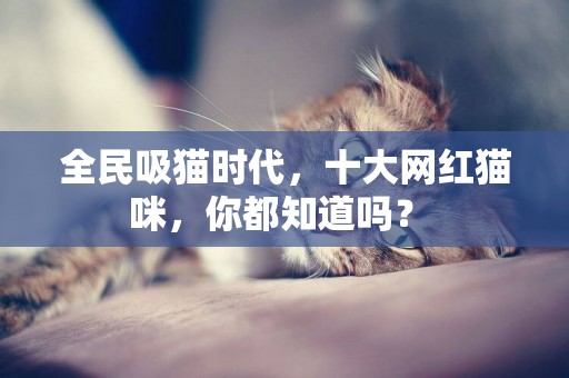 全民吸貓時代，十大網紅貓咪，你都知道嗎？? 