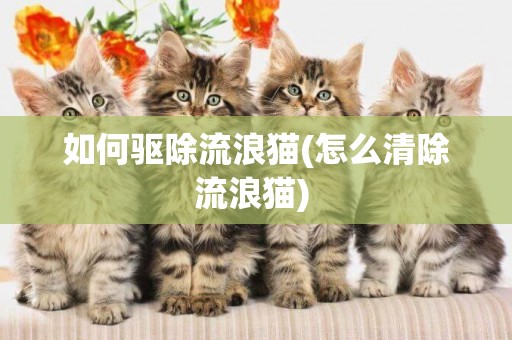 如何驅除流浪貓(怎么清除流浪貓) 